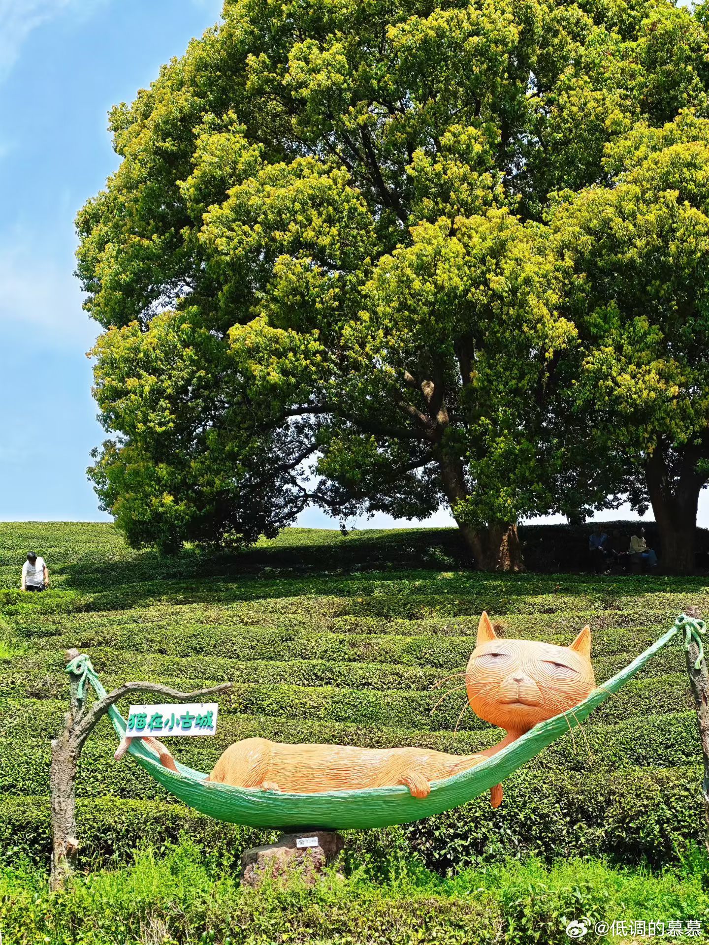 晒一下今天的相册，超治愈 