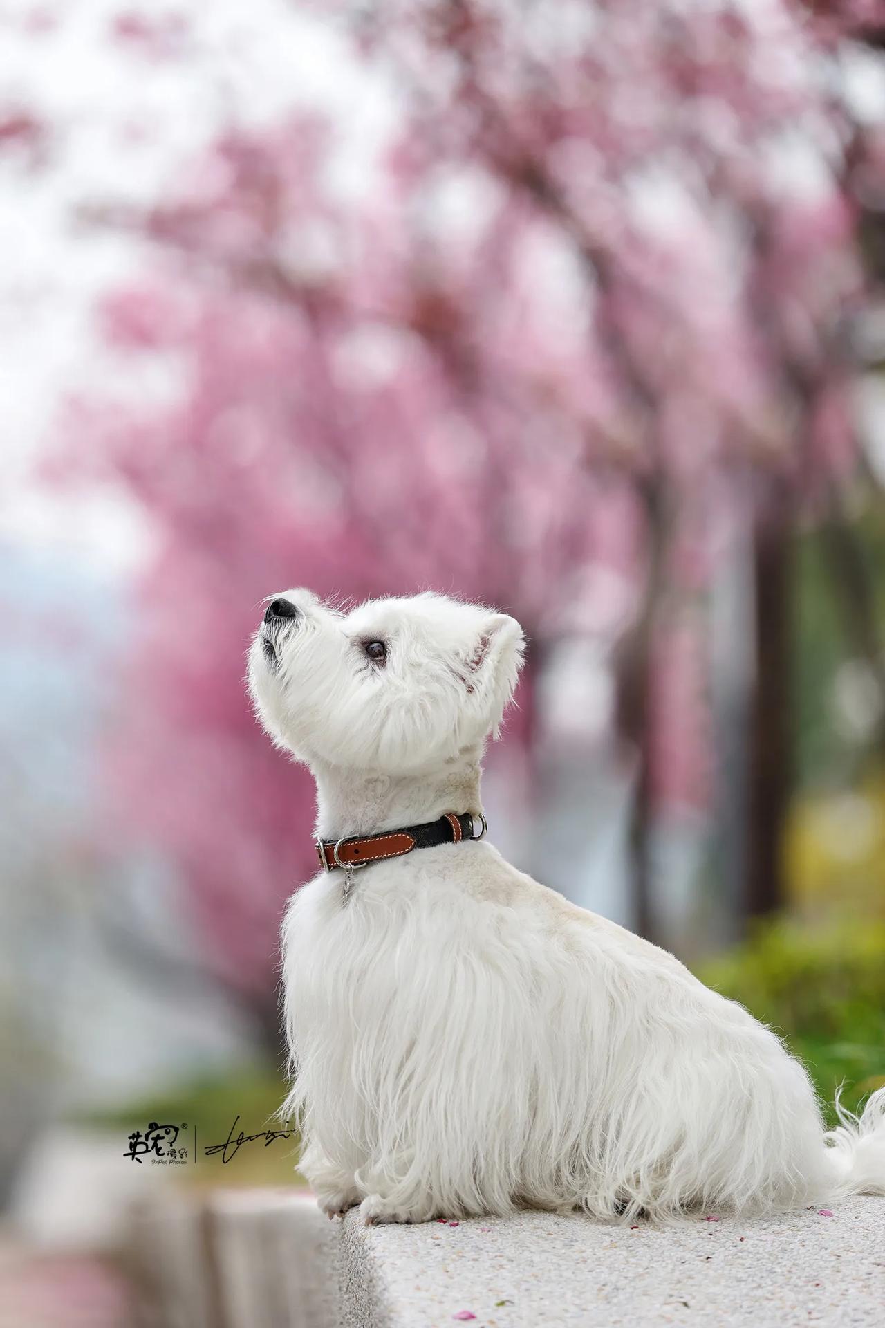 小狗，怎么能
可爱成
这样！！！！！😍
【杭州拍摄】