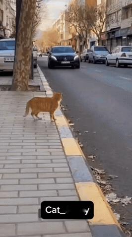 笑不活了！这只橘猫碰瓷大奔，演技直接封神！
 
家人们谁懂啊！今天刷到一只橘猫，