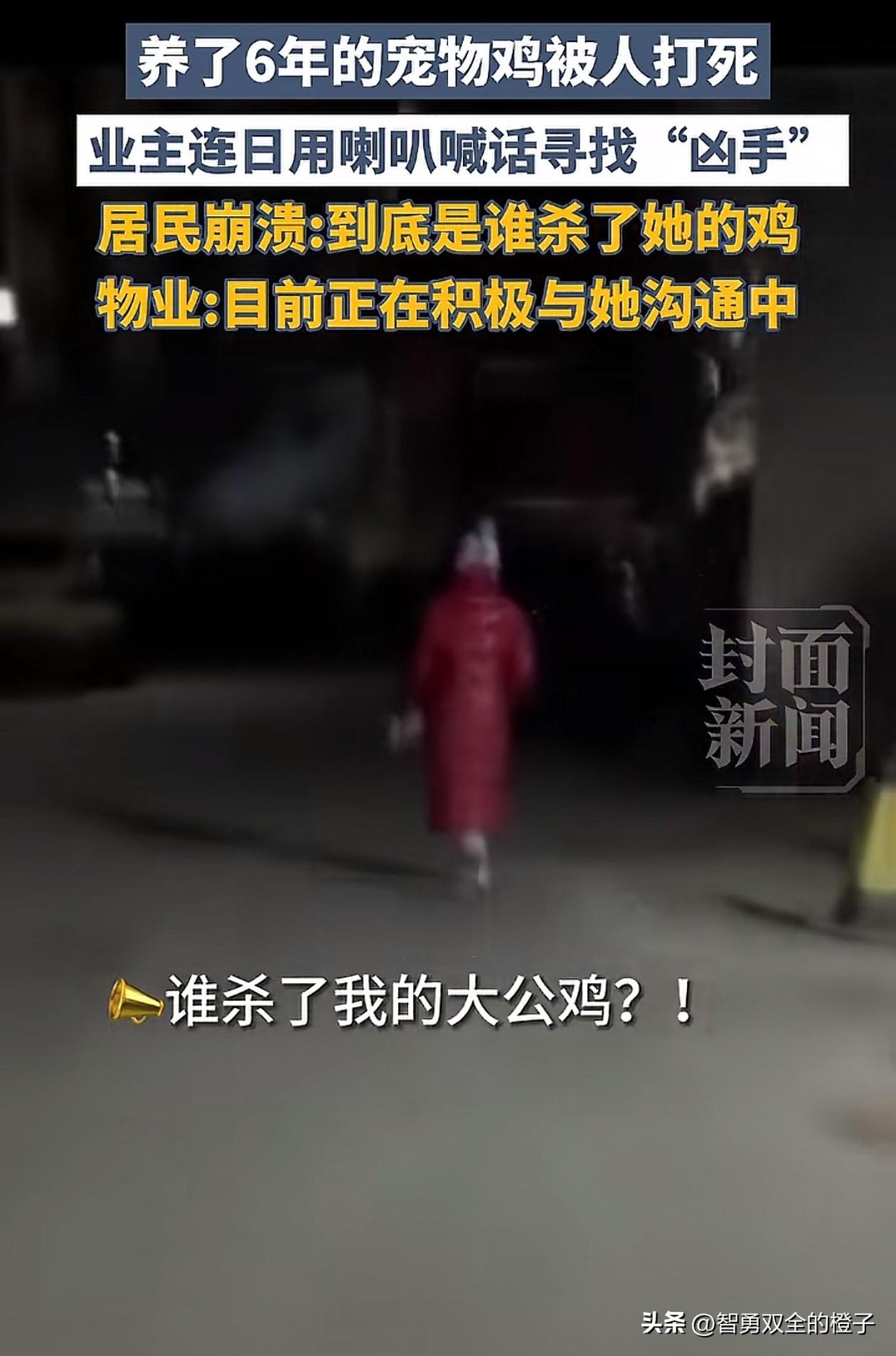 笑不活了！北京某小区，一大姐养了6年的大公鸡被人打死在停车场入口，大姐为了找到是