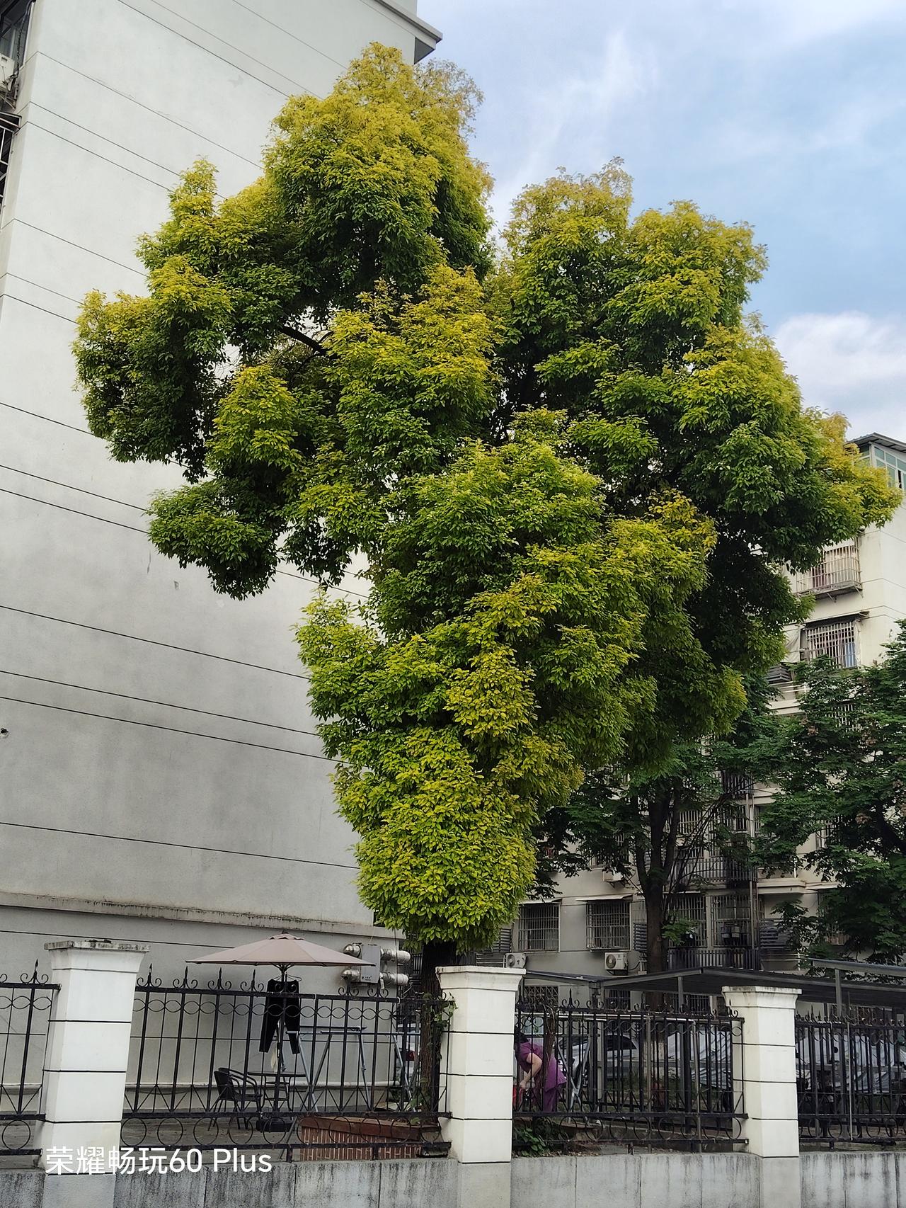 这是我看到自然生长，造型最优美的一棵樟树
  武汉在2024年曾下了一场冰雨，没