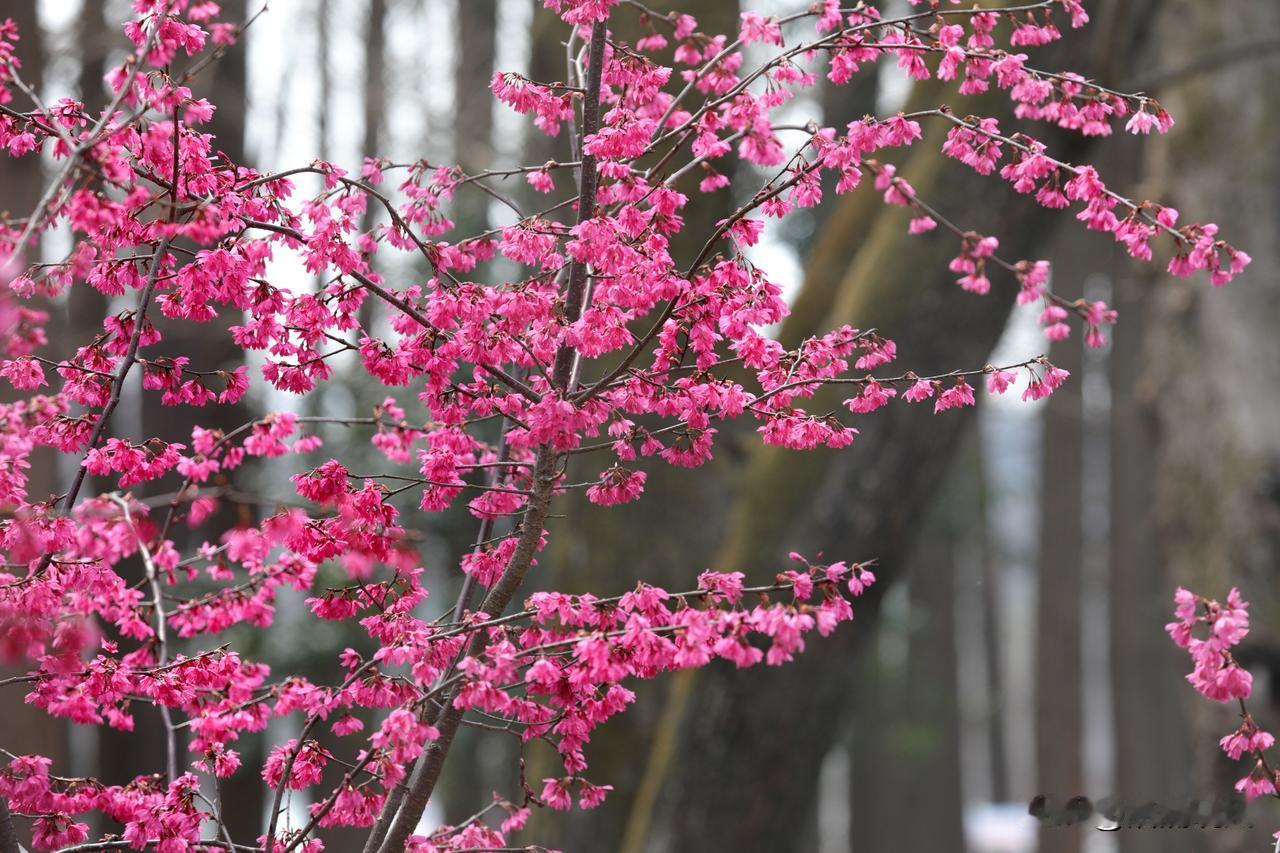 钟花樱是早樱的一种，又名福建山樱花、绯樱等，其花朵低垂向下，宛如一只吊钟，因而得