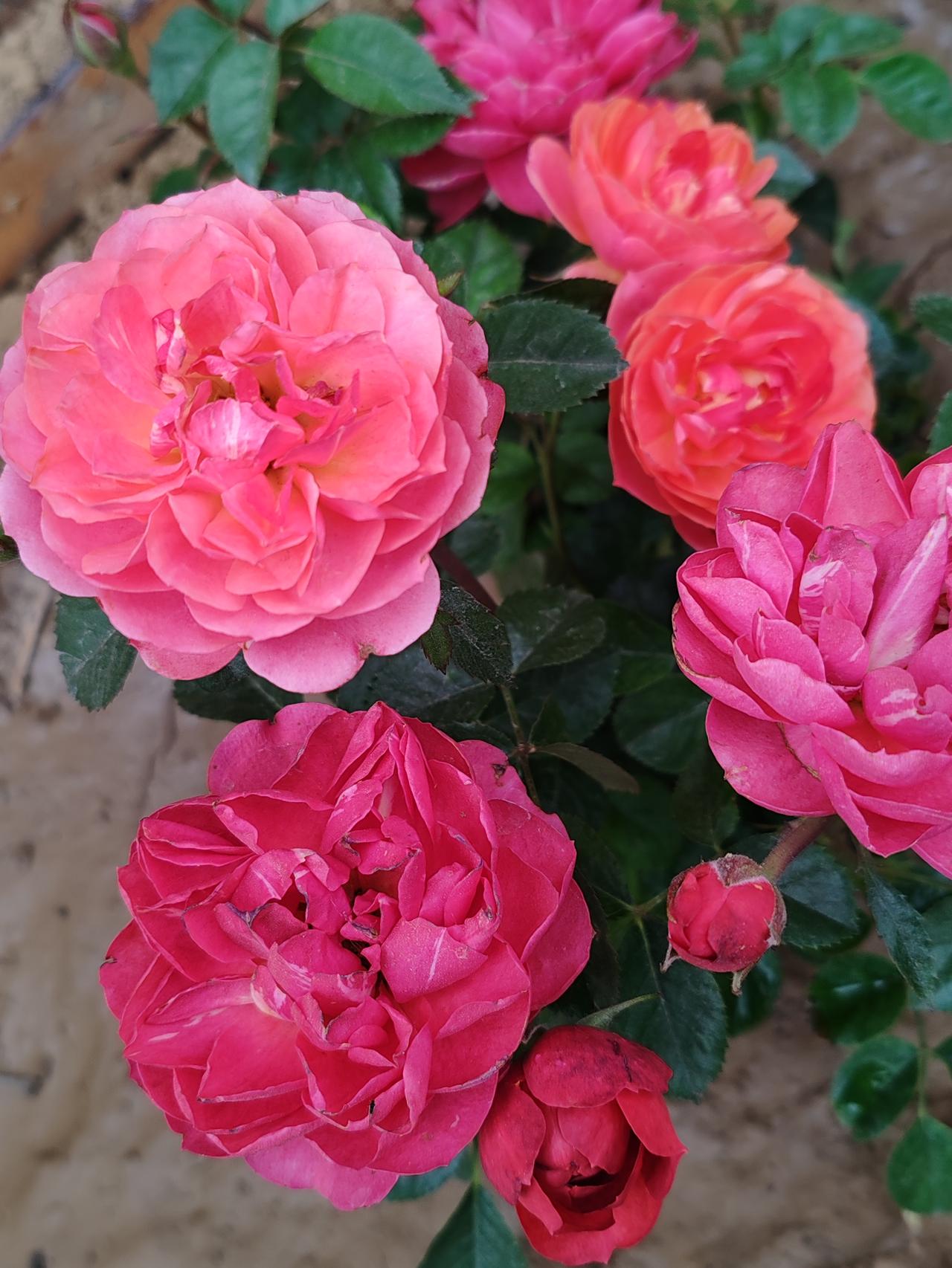 春日生活打卡季春日随手拍。