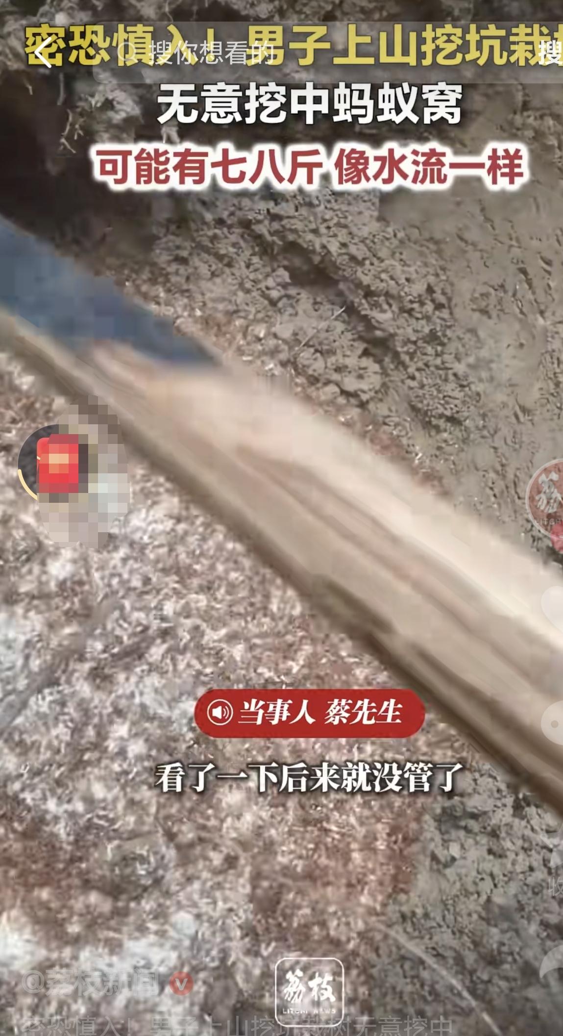 近日，重庆，一男子在山上栽树种植树苗，他却无意挖中蚂蚁窝，这蚂蚁窝大概七八斤重，