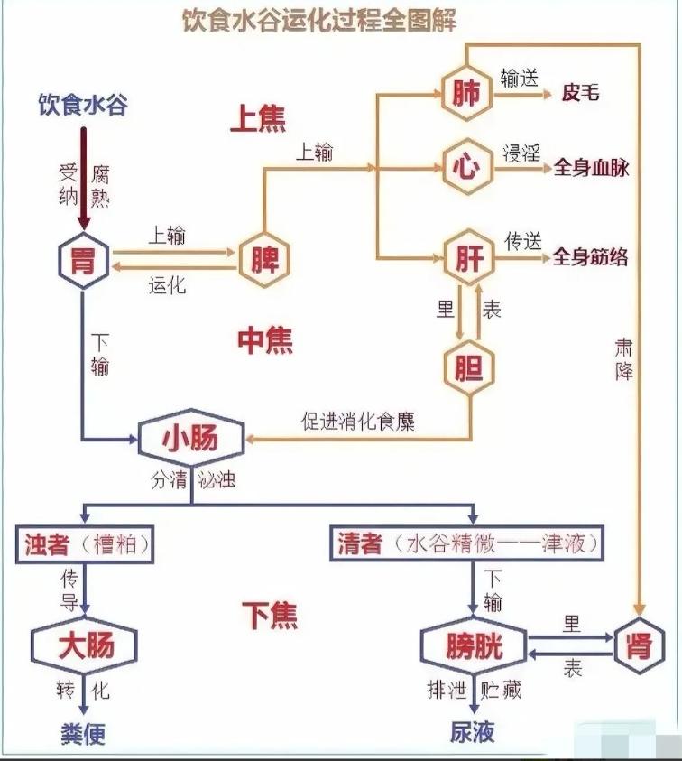 人体“津液”生成图
