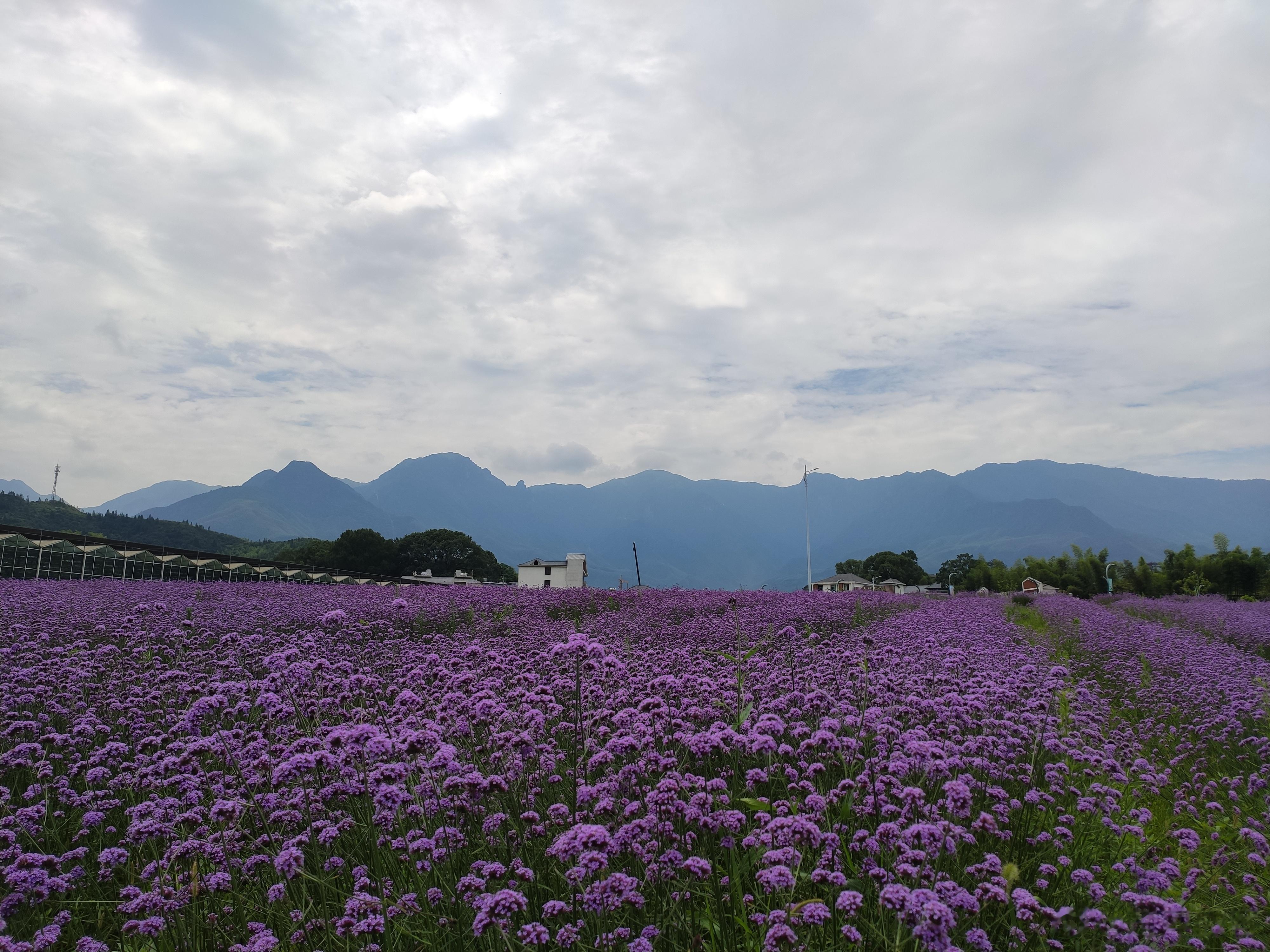 #驴友眼中的武功山# 武功山花涧里景区，占地面积约600亩，集现代农业种植、科普