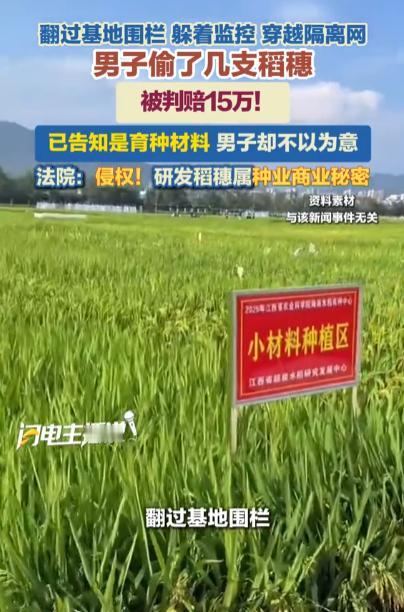简直胆大包天！5月19日报道，男子王某翻过基地围栏、躲着监控，潜入南繁育种基地偷