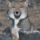 小柿柿侃体育