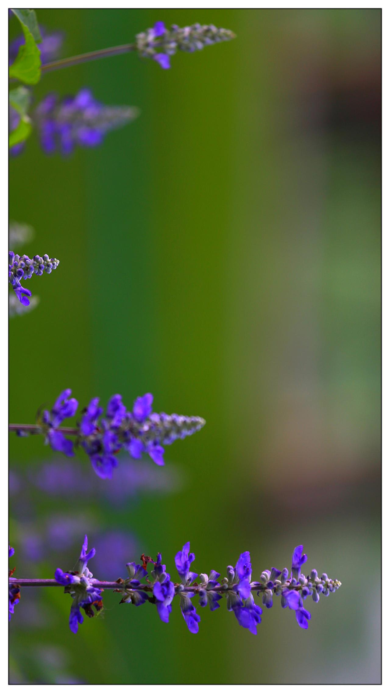 梦幻小花