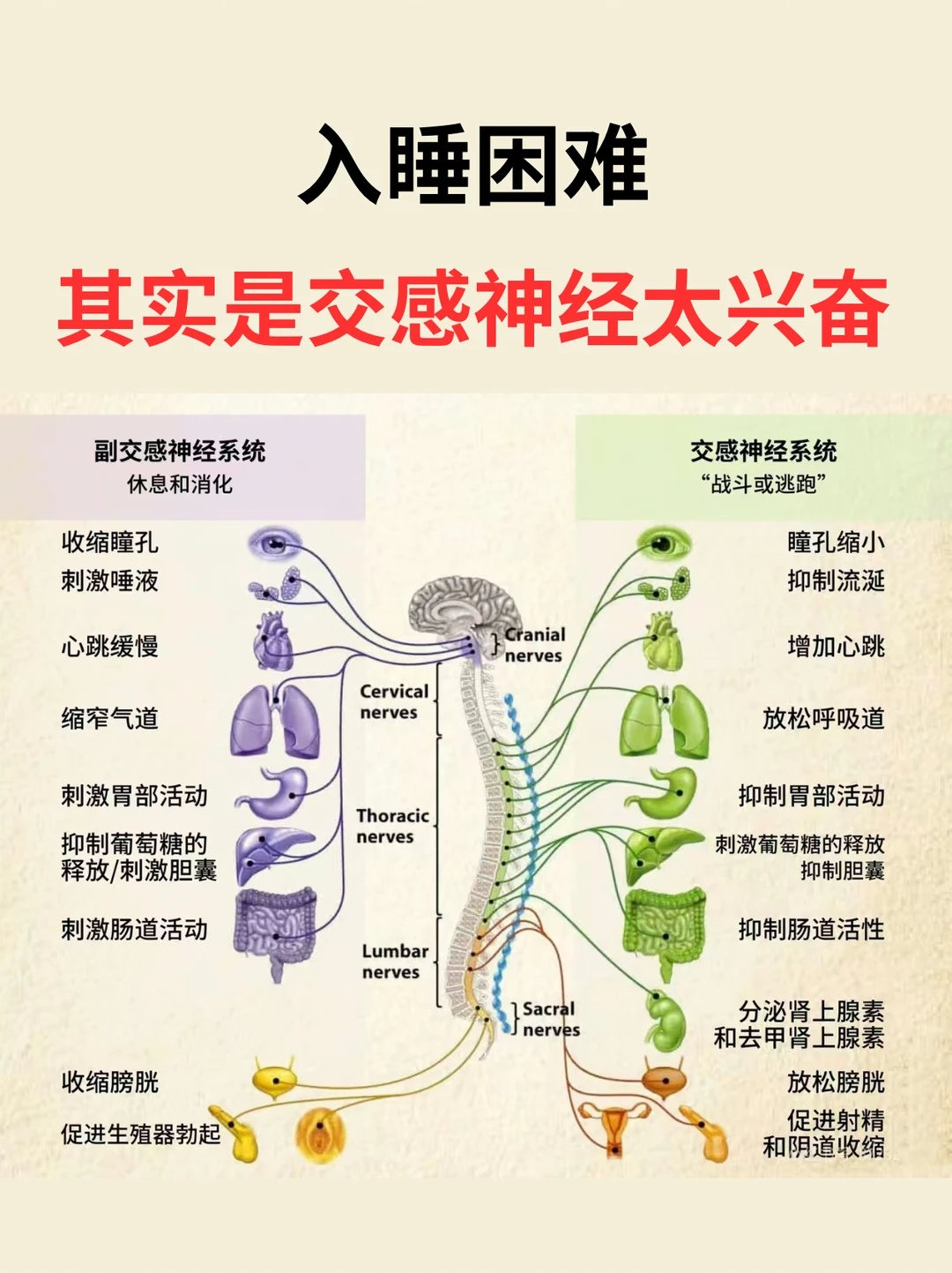 入睡困难，其实是交感神经太兴奋
