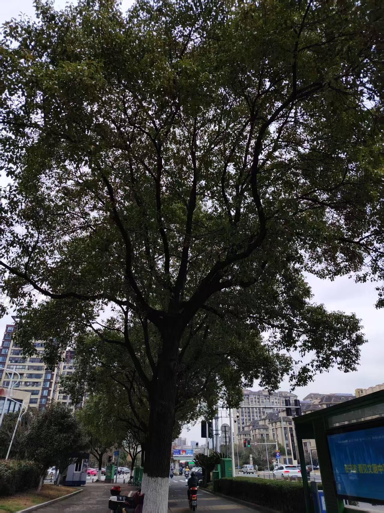 网友都在说，江浙沪的寒假天数是最短的，放假也很晚，今年要2月初放假。我记得，浙江