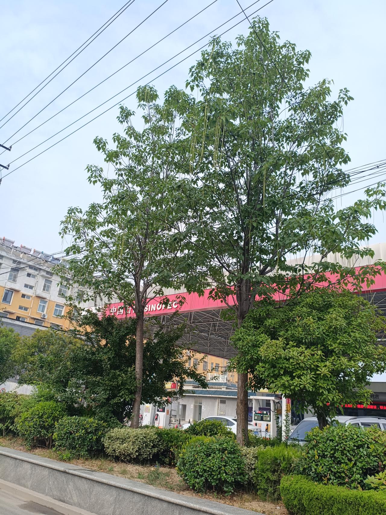 曹县青菏南路的楸树
结“豆角”了