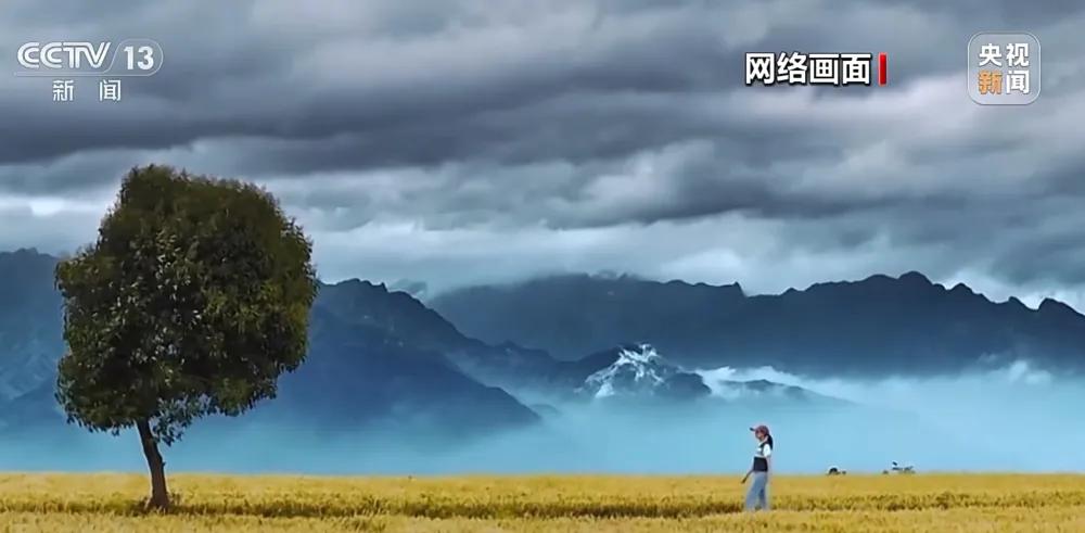 西安那棵网红“孤独树”被砍了。

不是风刮的，不是病害的，是旁边种地的农妇梁亚利