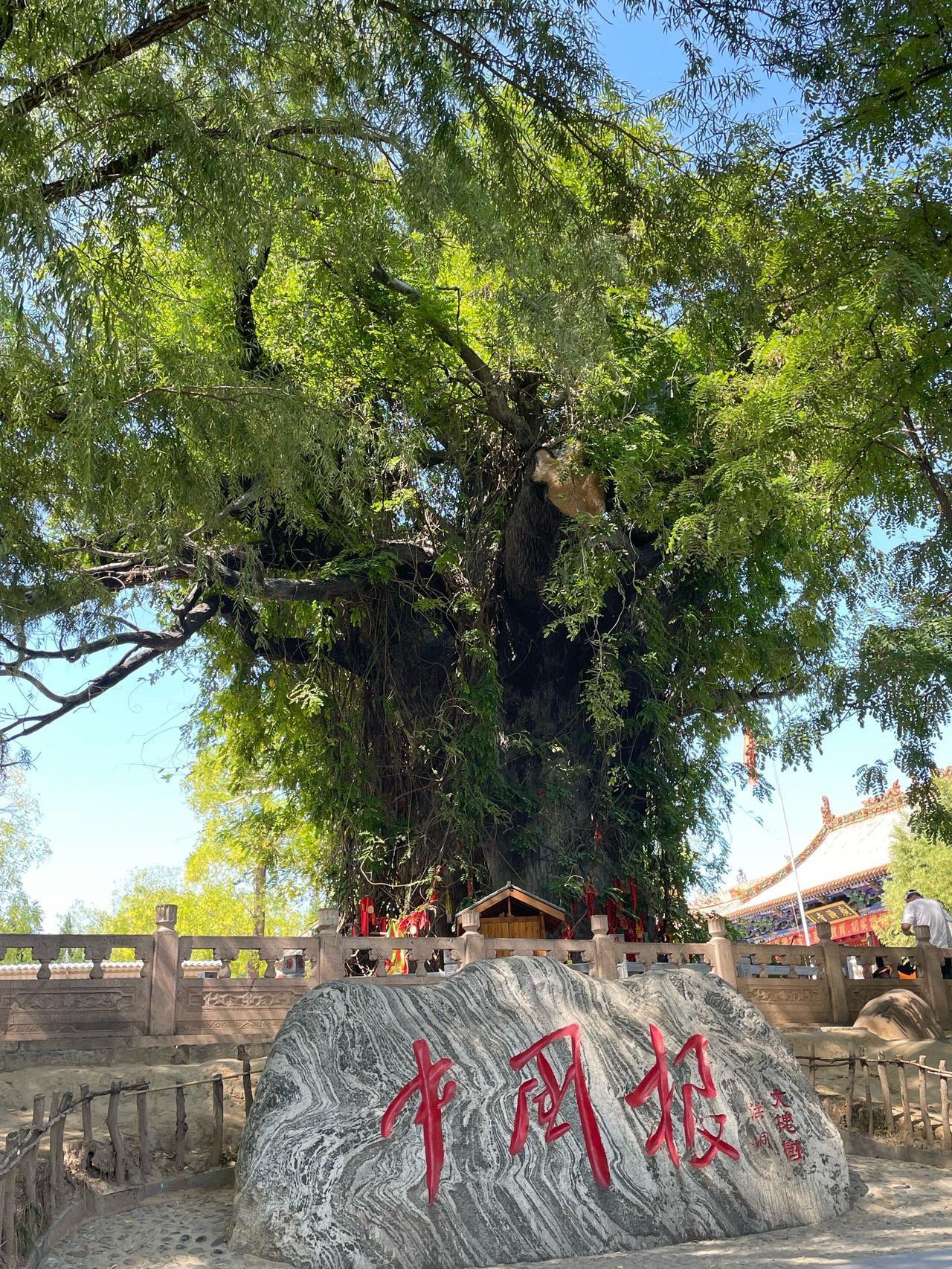 ＃山西洪洞大槐树位置在哪＃
    山西洪洞大槐树的位置在山西省临汾市洪洞县‌城