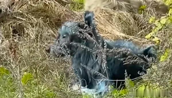 切尔诺贝利蓝色狗或接触了化学物质 切尔诺贝利核电站附近惊现多只蓝色狗乌克兰北部切