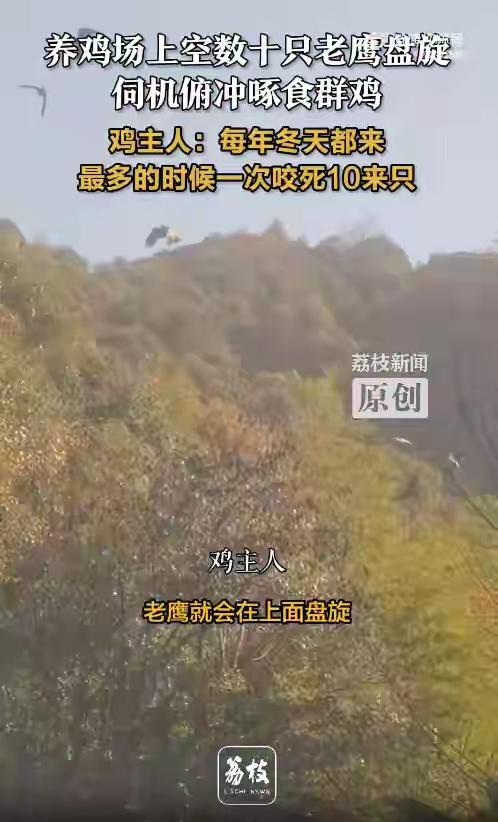 鸡场上空数十只老鹰盘旋等吃鸡，主人：每年天冷都来，有时一次咬死10来只这样的画面