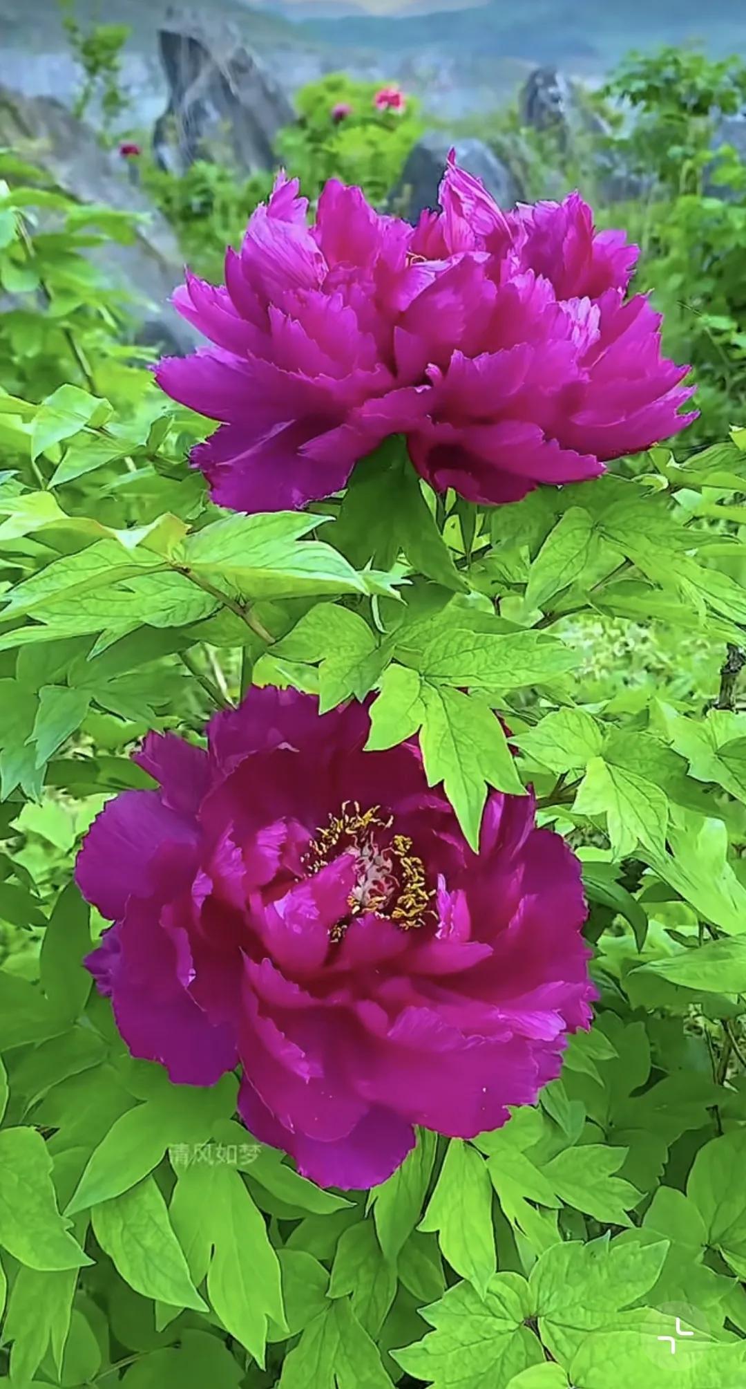 花开花落是风景，起起伏伏是人生🌼花 风景 风景花分享 绚烂开放的花。 艳丽花朵