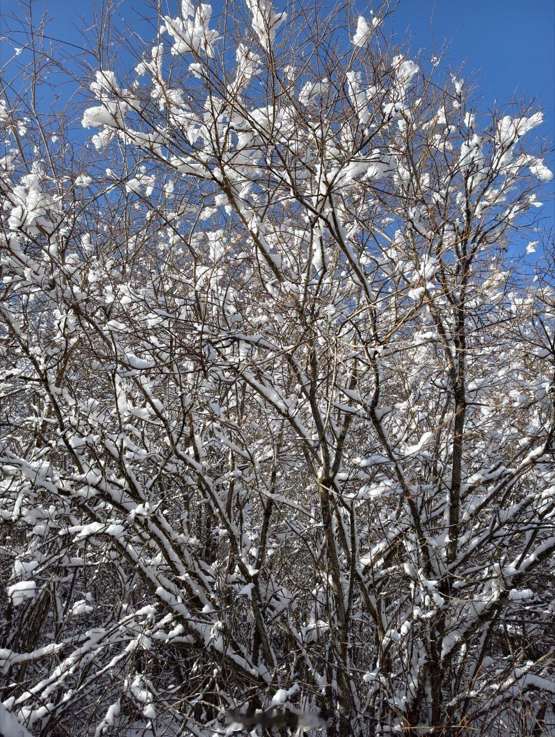 堵在路上了大家都下车赏雪旁边传来个广东小姐姐的惊呼声“诶呀呀！活了三十年，头回见