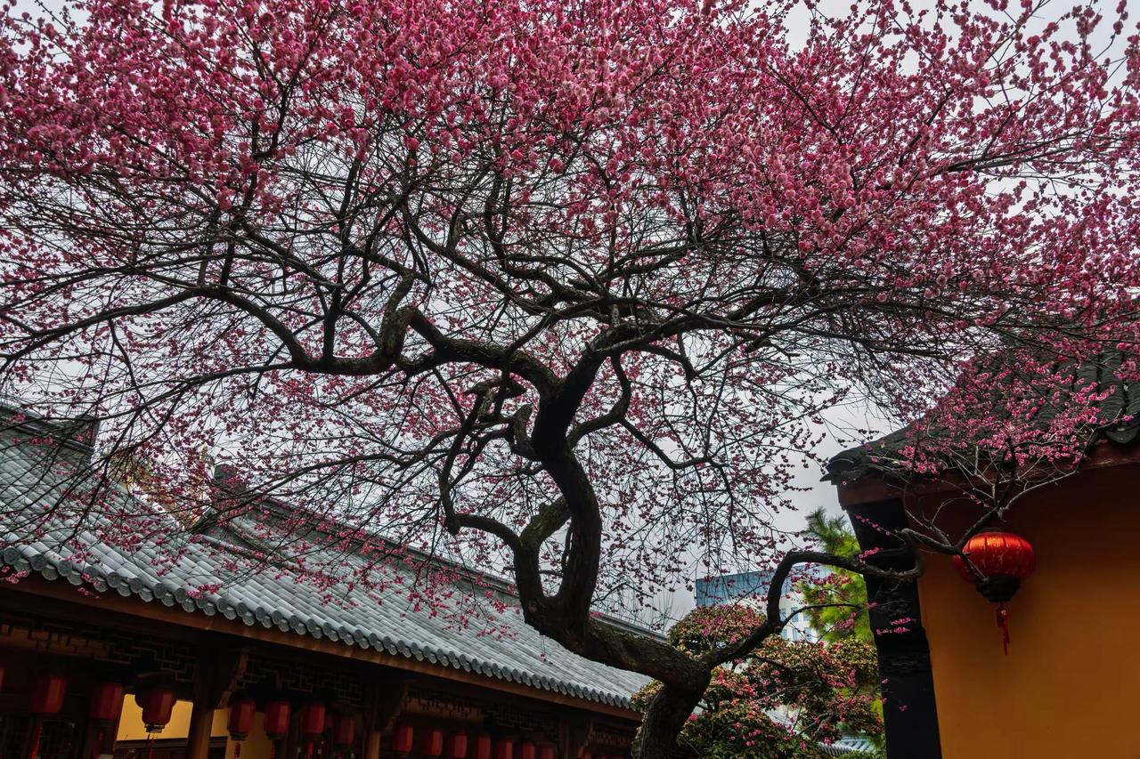 湖州铁佛寺梅花。湖州铁佛寺梅花