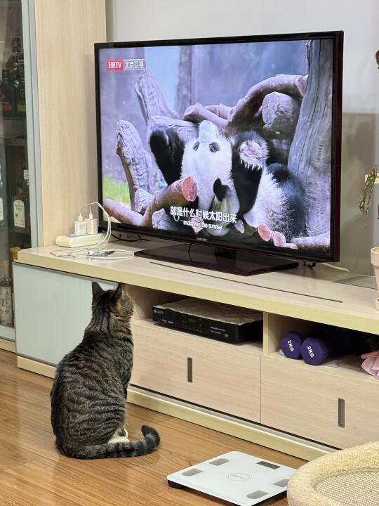 小猫到底有多爱看电视