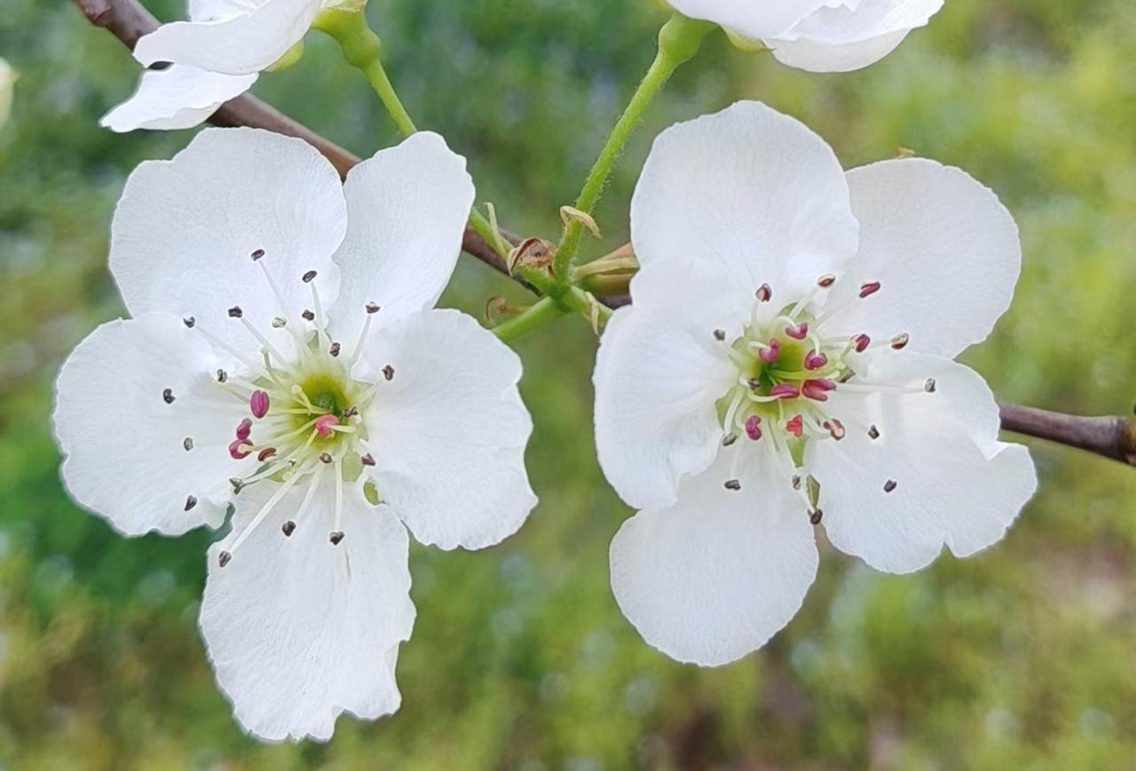 从这次放弃参赛资格，可以得出这样一个基本的判断：
他将不再以运动员身份参加国际乒