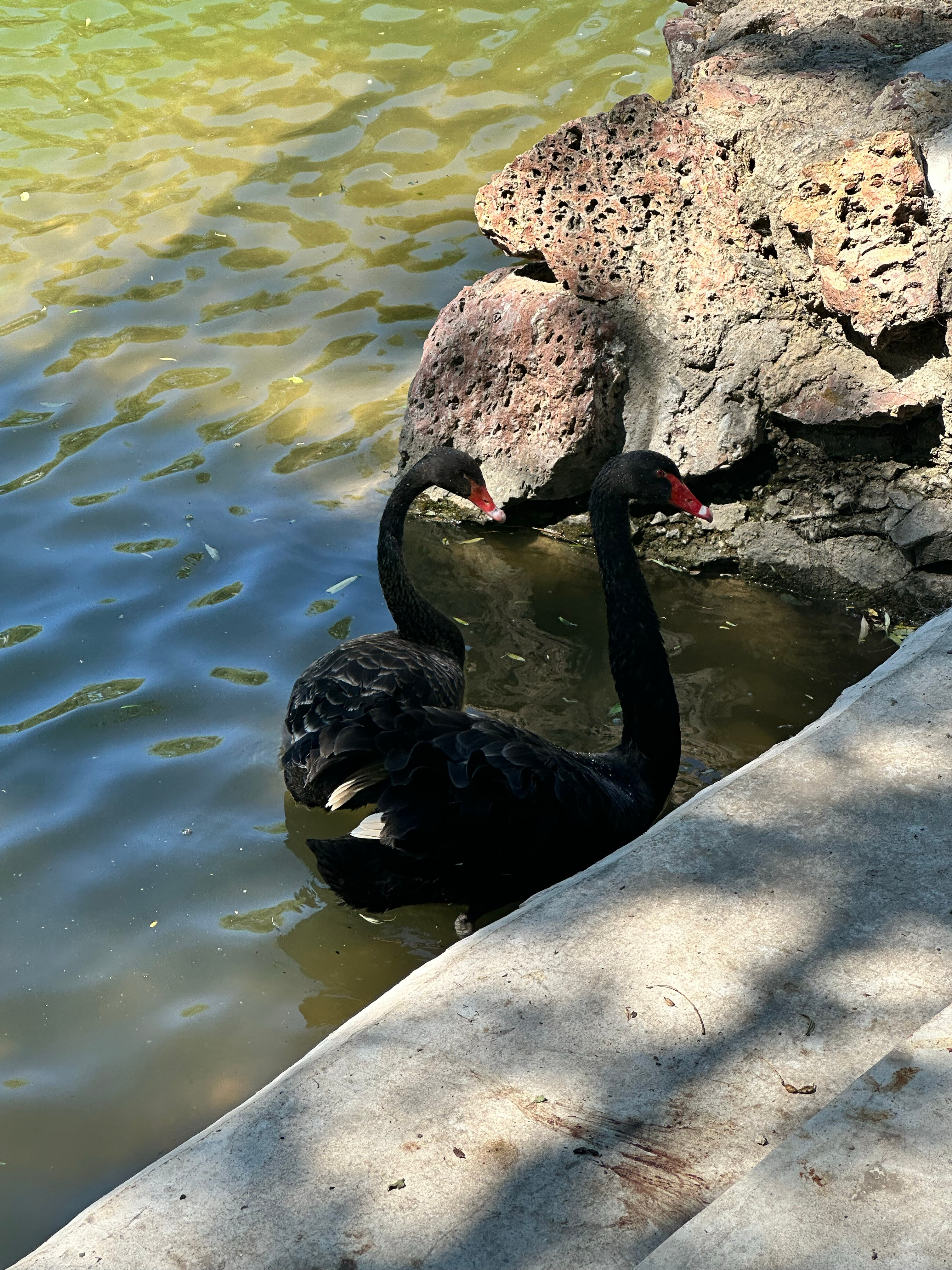 鹅鹅鹅～🦢 