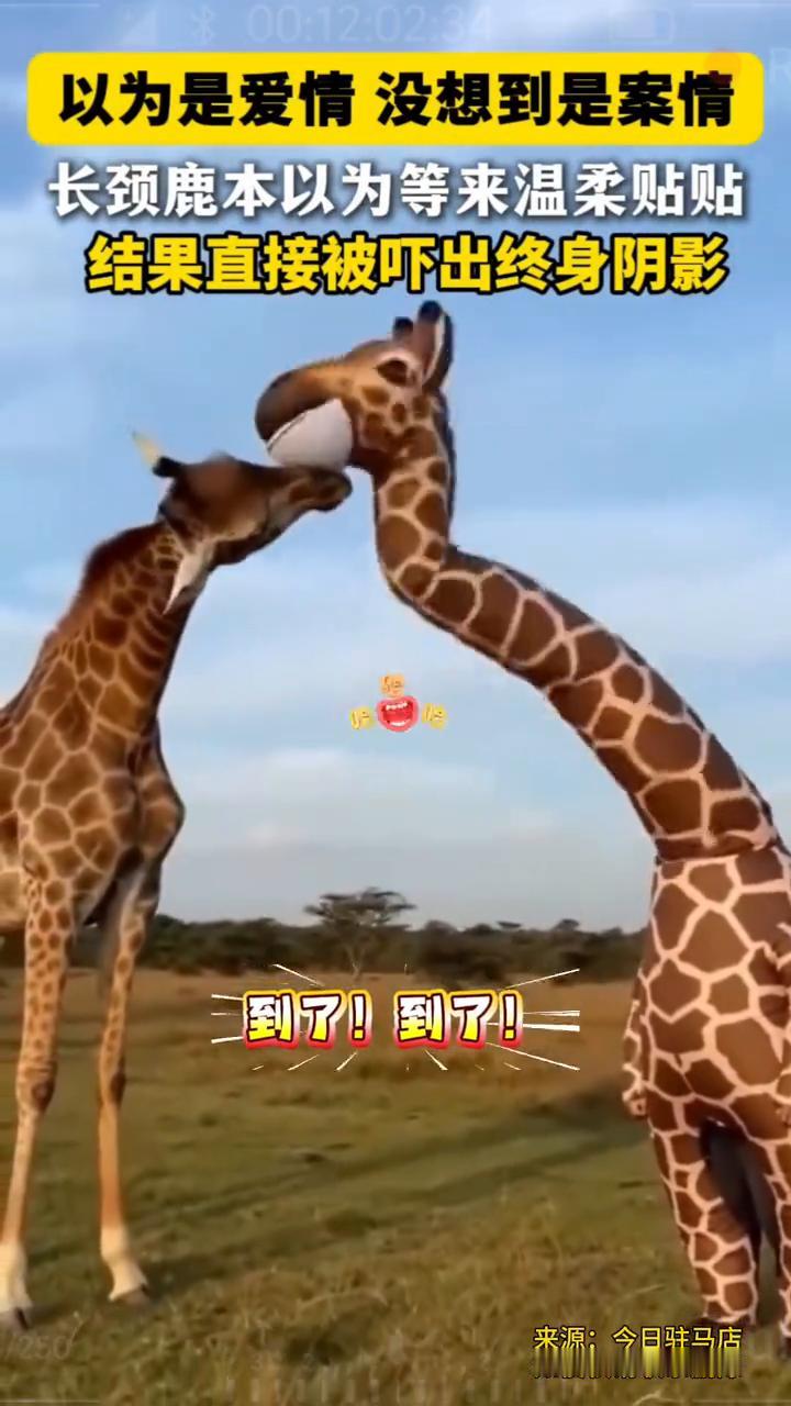 以为是爱情，没想到是案情。长颈鹿本以为等来温柔贴贴，结果直接被吓出终身阴影。
近