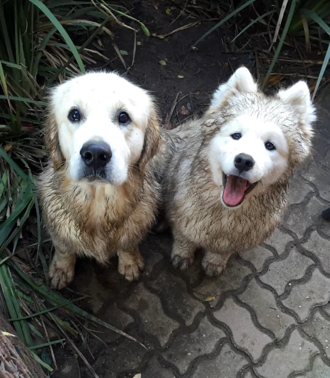 一个不开心怕挨骂，一个没脑子等着夸