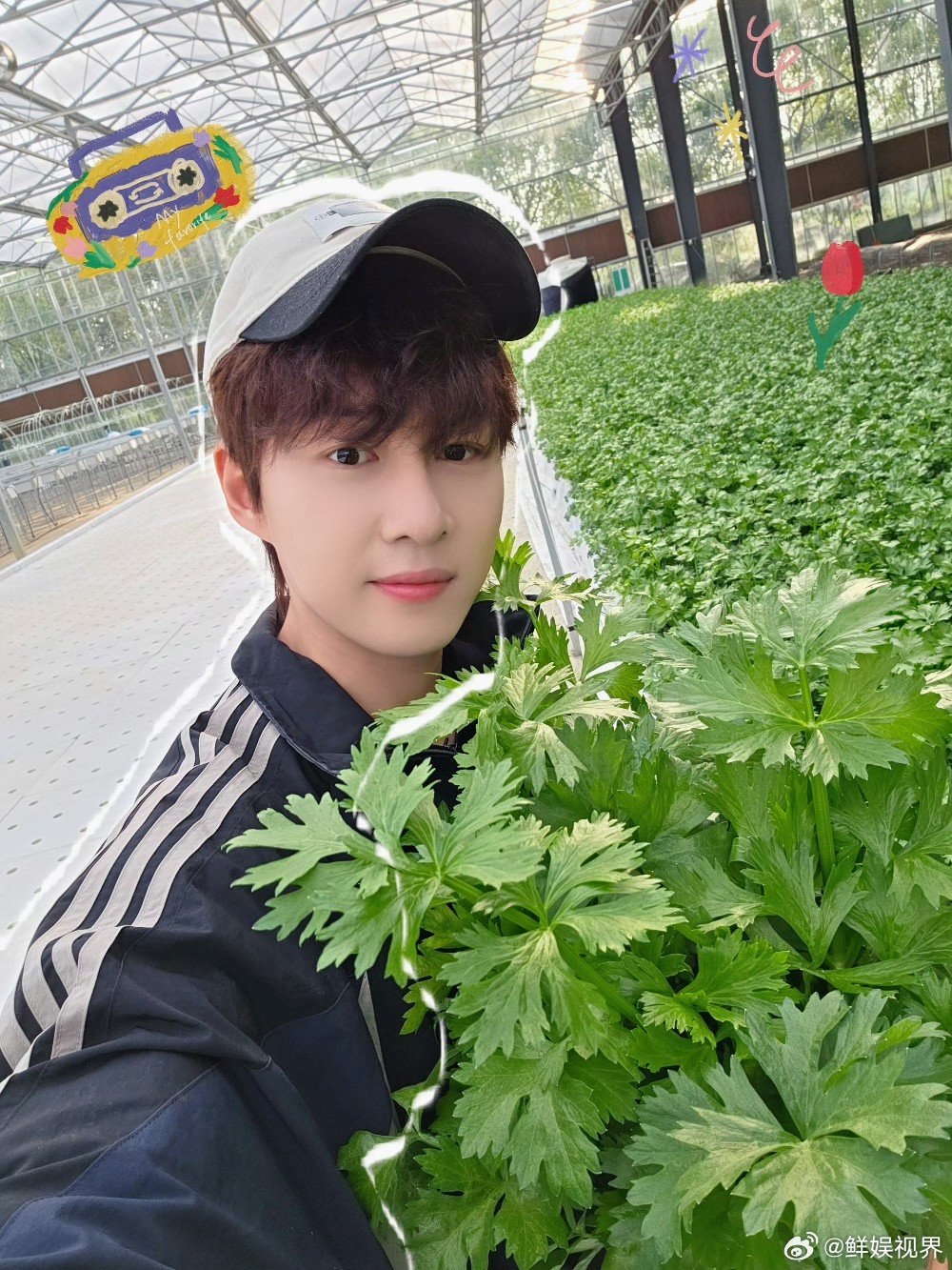 十个勤天芹菜开售  十个勤天芹菜仅限江浙沪十个勤天芹菜仅限江浙沪种地吧 ​​​