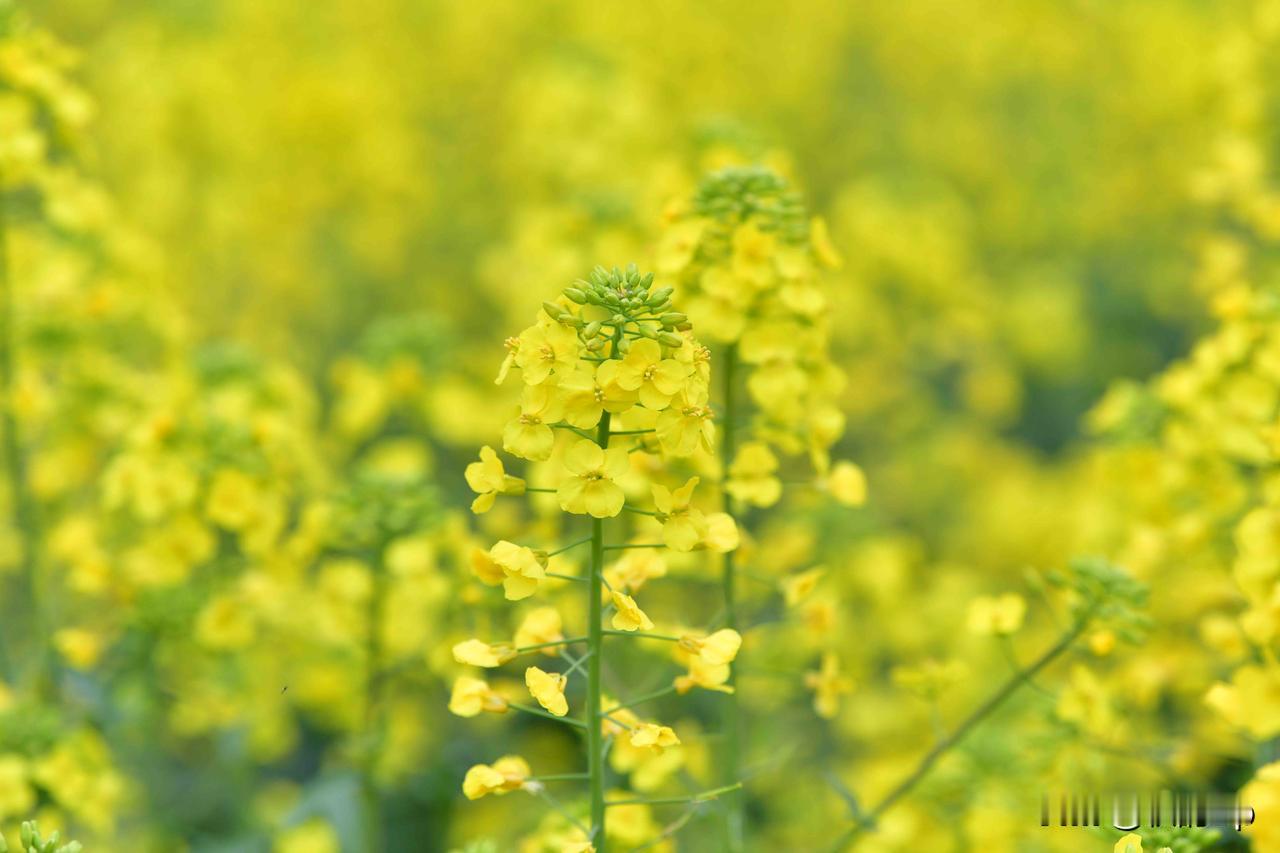 邂逅春日美好，赴一场油菜花开之约，拍下金灿灿的碎片。