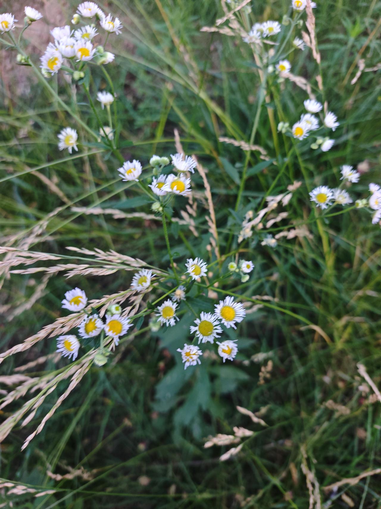 分享一下漂亮迷人的花