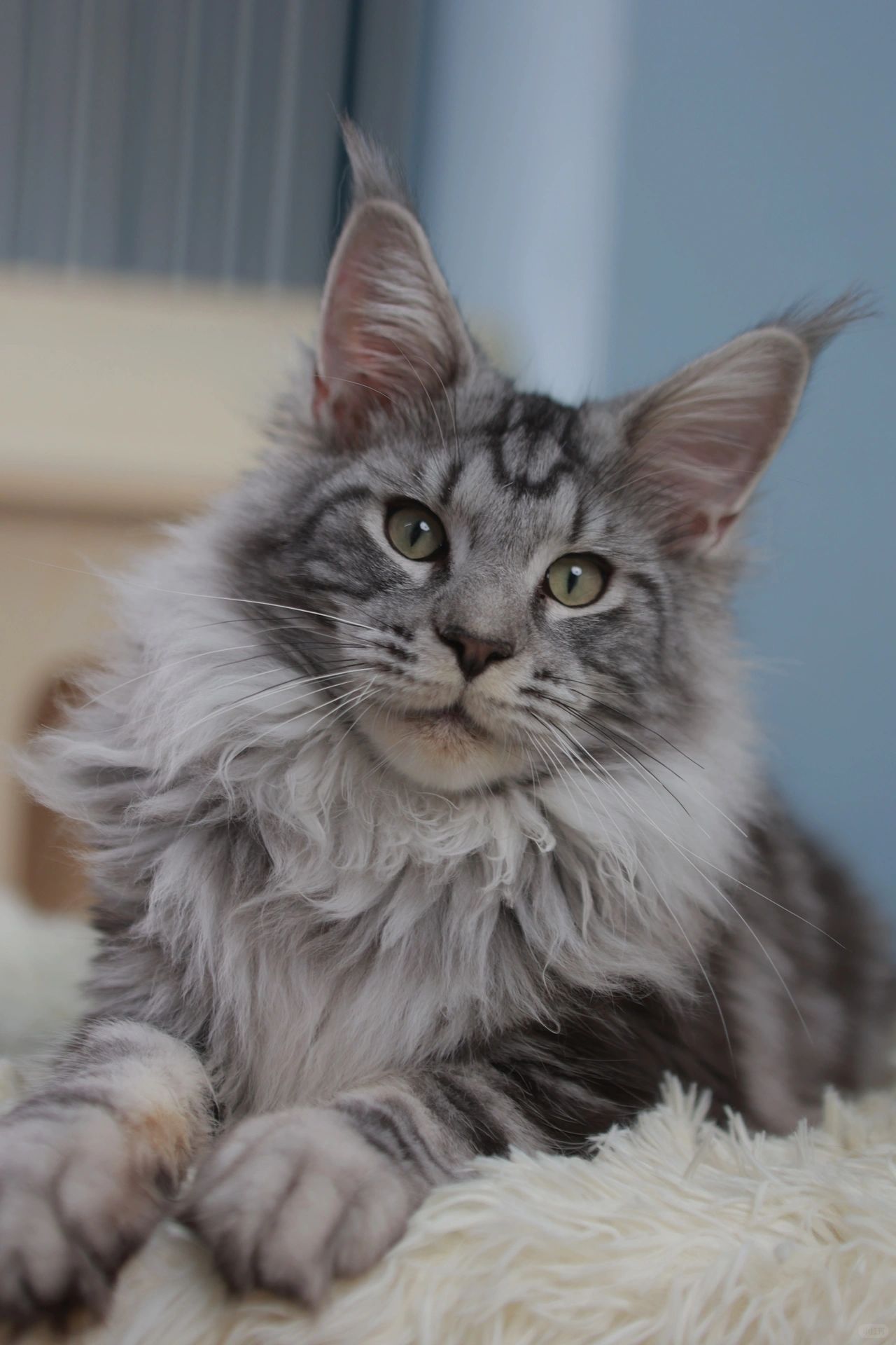 缅因｜特🉐️ 亲民非白菜🥬价