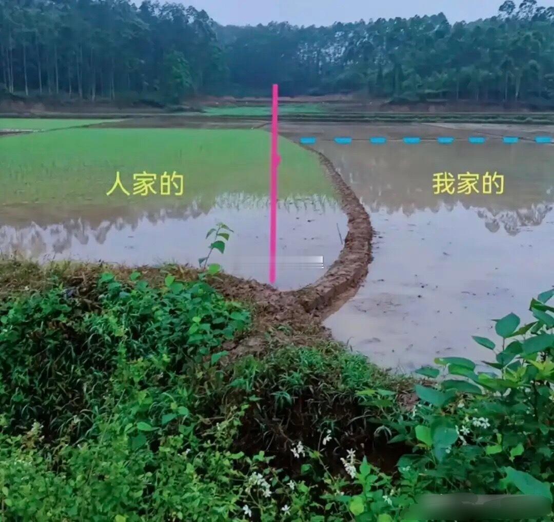 年复一年，日复一日，多占的这点面积，收的稻谷能卖多少钱？ 