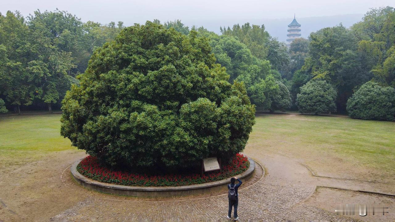 秋风又送木樨黄，满城尽是桂花香
金陵桂花王迎来最佳观赏期

📷照片拍摄于202