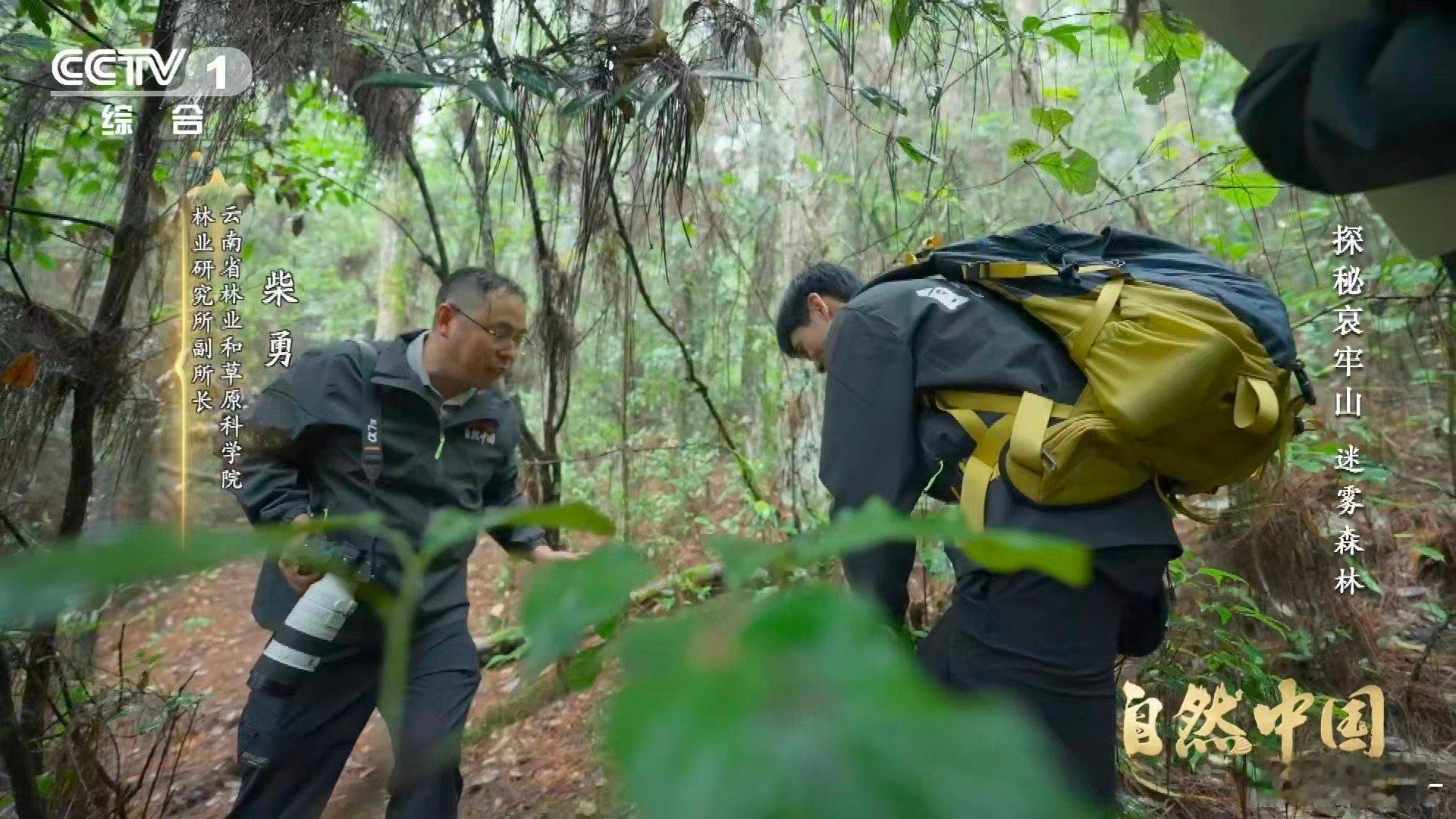 哀牢山神秘植物不靠光合作用存活哀牢山这种花每年仅露面40多天 它是森林的“暗夜居