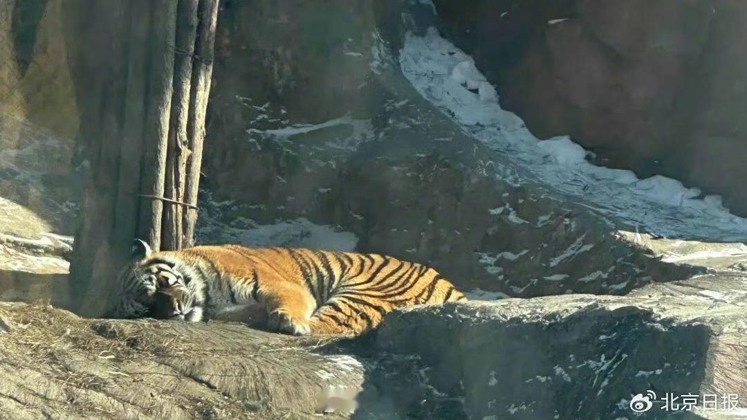 哈尔滨300多只东北虎将轻断食每逢佳节胖三斤