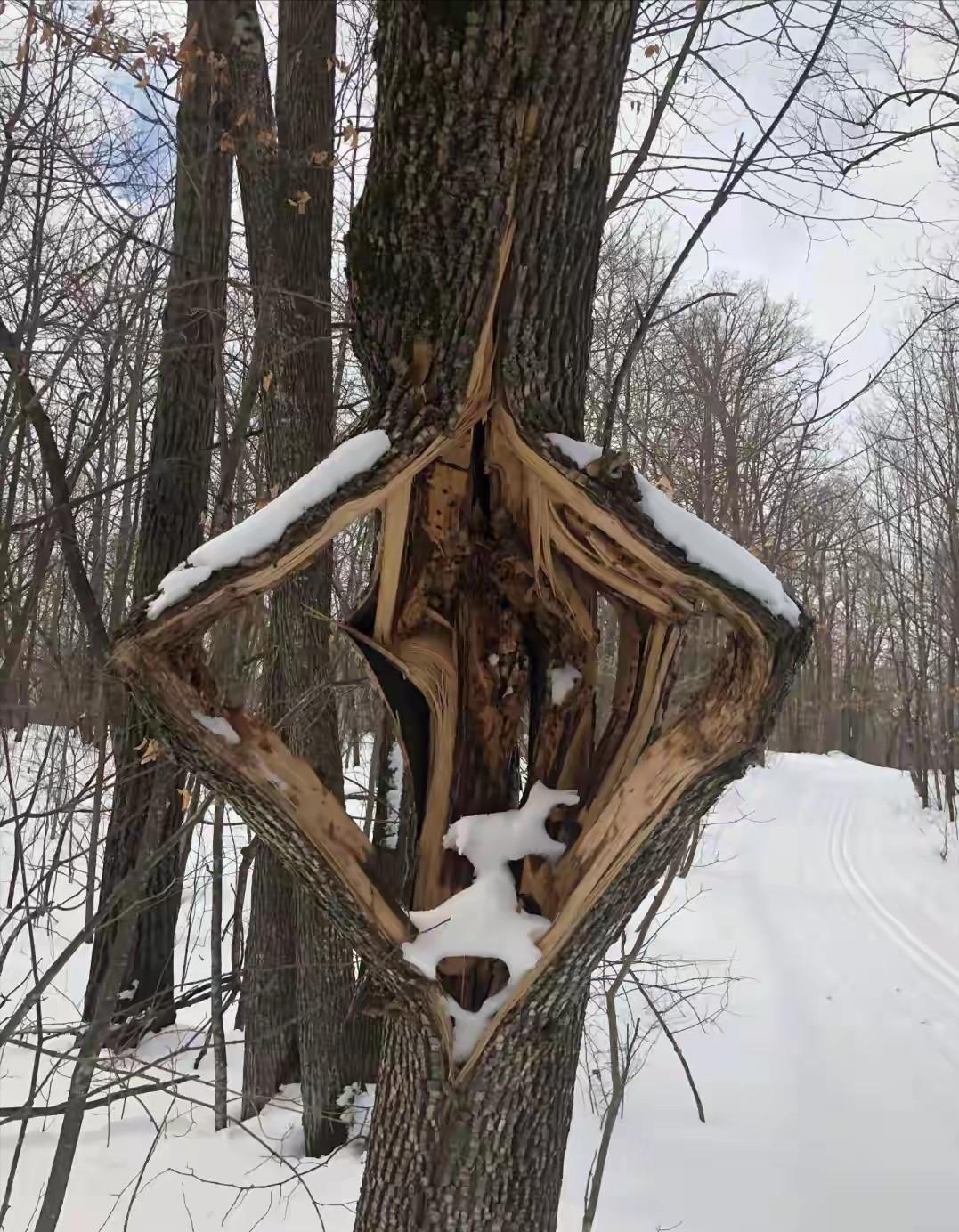 真的是活到老学到老啊！奇怪的知识又增加了，美国的这波寒潮到底有多严重呢？严重到树