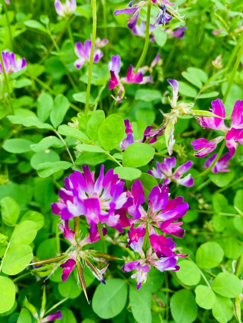 生活手记记录真实生活摄影摄影摄影 春风轻拂，唤醒了沉睡的田野，也唤醒了那一抹温柔