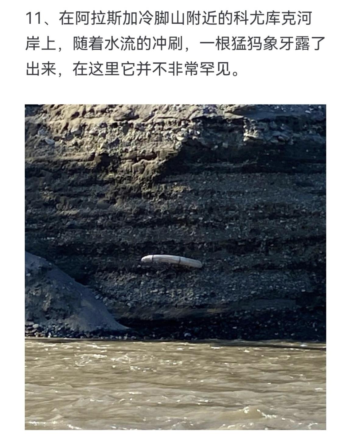 在阿拉斯加冷脚山附近的科尤库克河岸上，随着水流的冲刷，一根猛犸象牙露了...