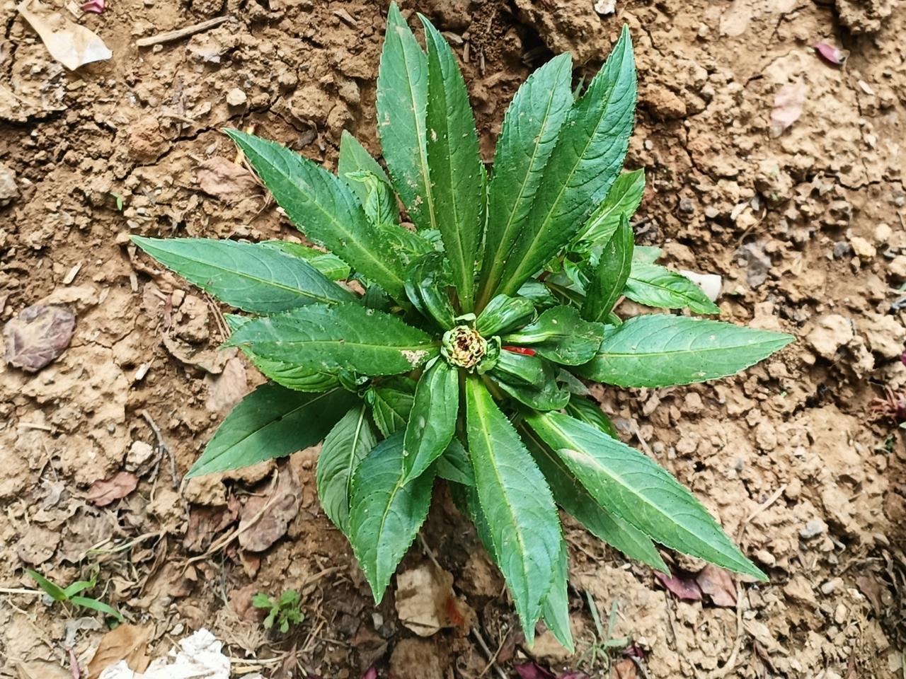 夏日微风吹拂，路旁的一点绿也让我倍感欣喜。
生命应该是快乐的，而非沉重的。