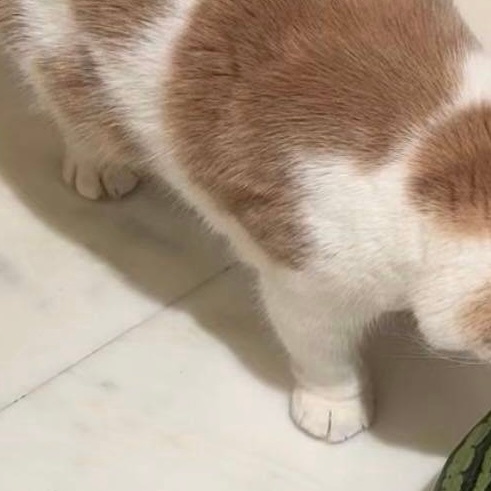 此乃何物 