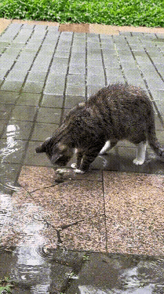 中午下了一场大雨，傍晚雨过天晴，但还有一些积水从高处流向低处。远远的看到一只狸花