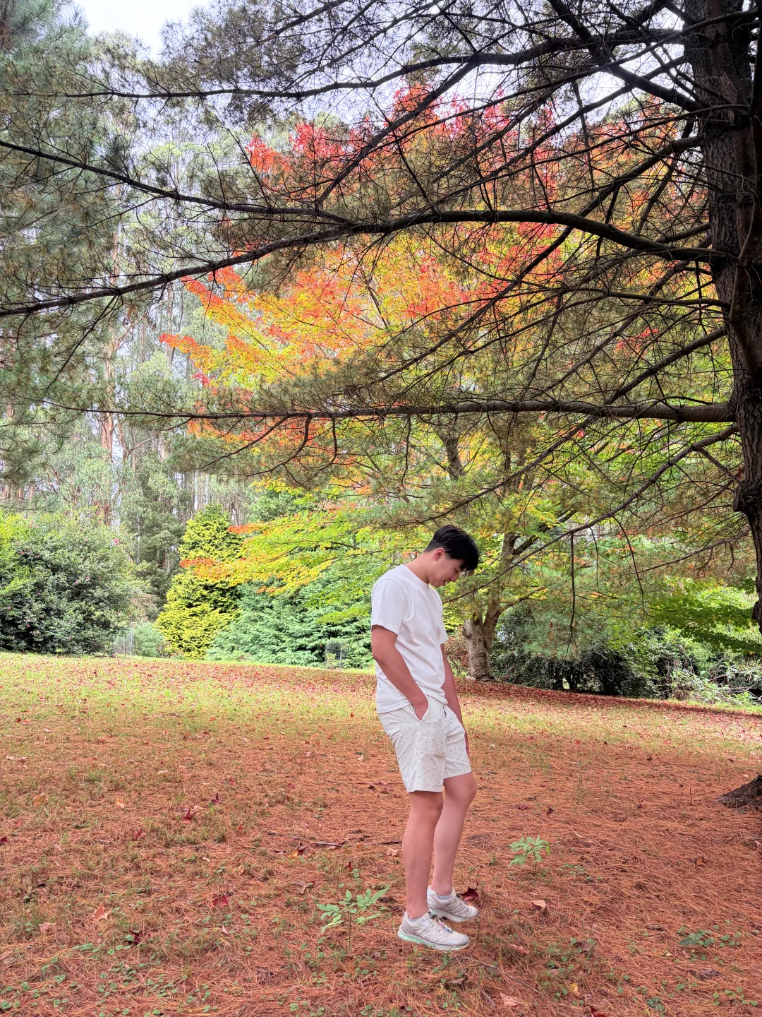 我要当“最早一批看枫叶的人”