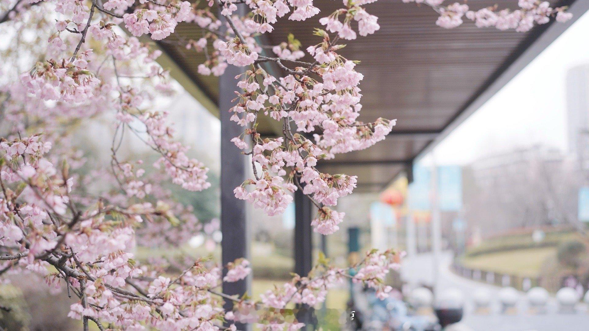 回家路上有一站地铁名叫“樱花公园”，特意跳下车去看了看满开的河津樱！#饮啡旅行,