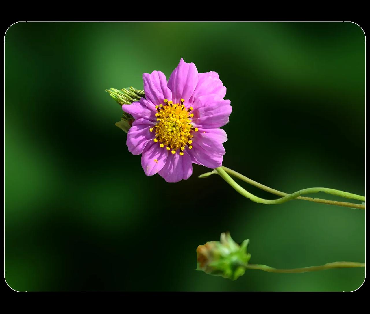 《格桑梅朵》
格桑梅朵，这里指的是波斯菊。
在藏语里，格桑是幸福的意思，梅朵是花