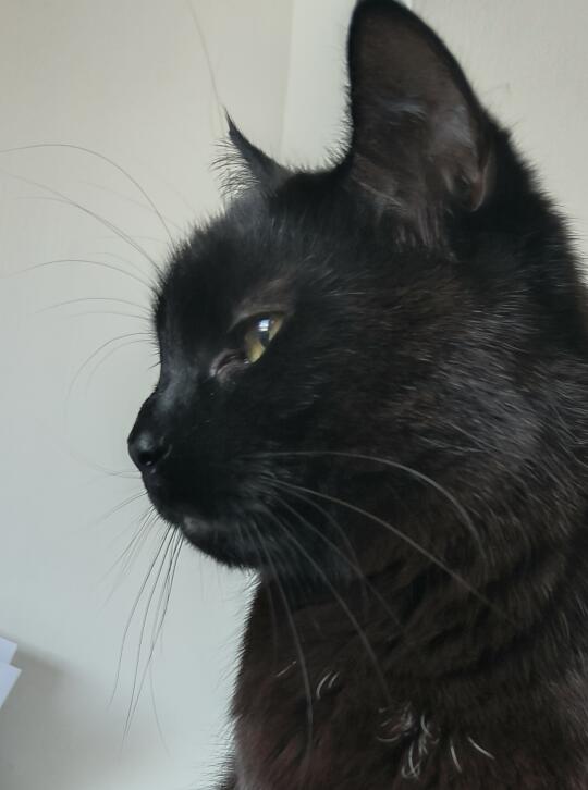 标准黑猫侧颜