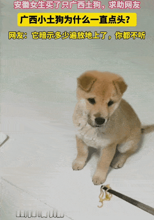 “太有灵性了！”安徽女生买的广西土狗，着实给大家带来了新奇一幕。

女生喂面，小