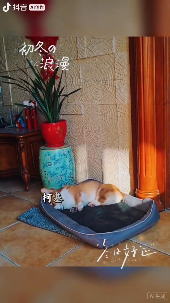 初冬暖阳洒进窗，不比好运。绿植与瓷瓶共绘一室静谧的温柔。架上的茶罐与可爱摆件，在