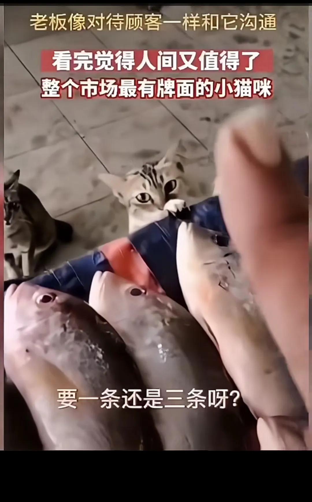 萌宠市场探秘：猫咪与鱼老板的奇妙互动。

鱼老板看到猫咪的小眼神，那小爪爪，眼神