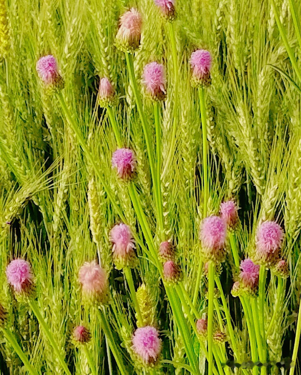 《麦穗与疙瘩花（李林4月24日摄于汉中城固）》